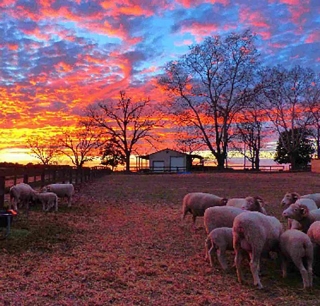 Sheep Sunset Thin Wrap product image